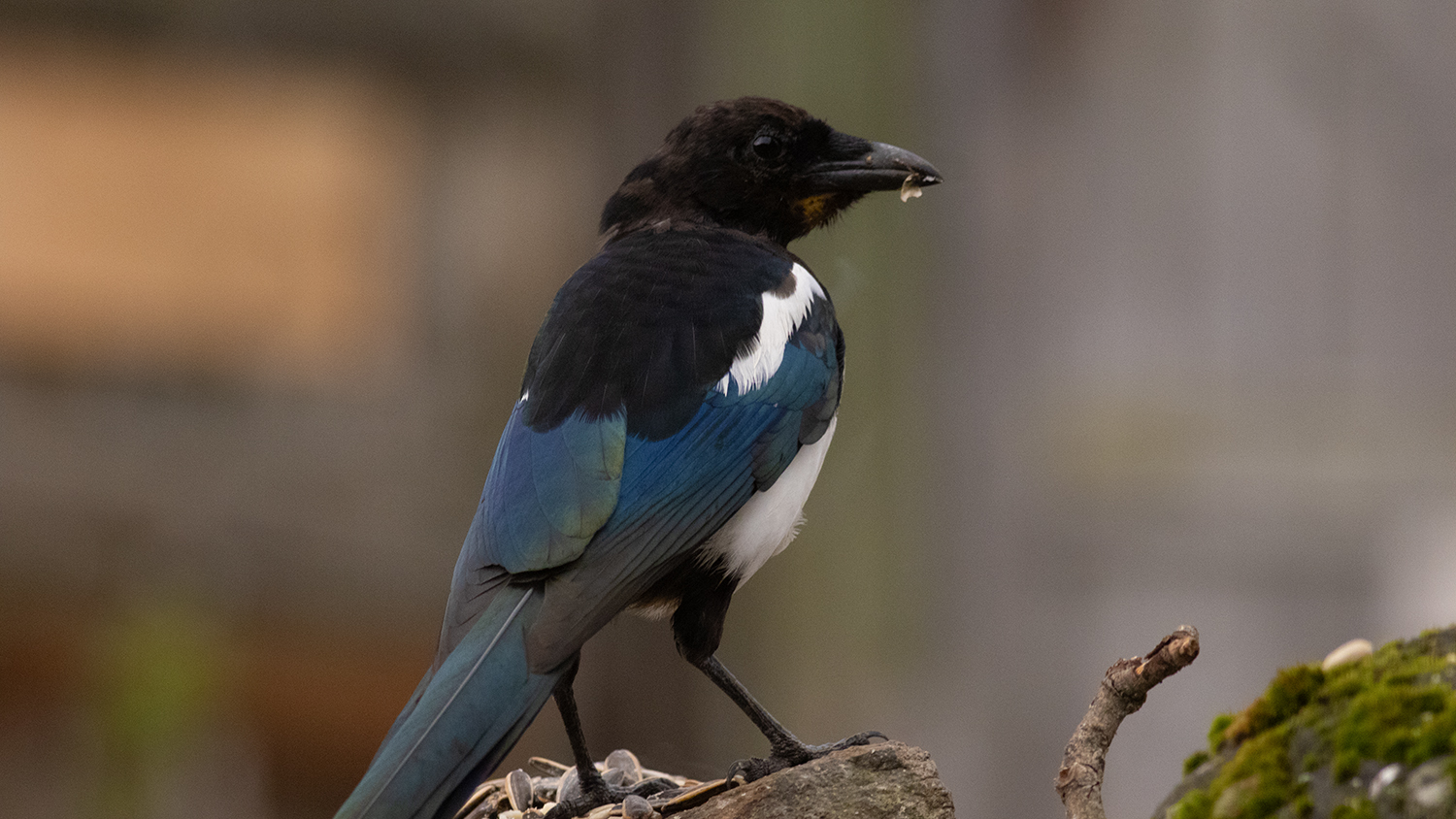 Eurasian Magpie — Ana fotoğraf